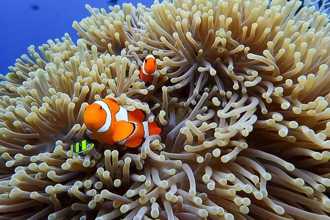 Bali Full Day Experience Scuba Diving Tour at Tulamben - Starting at Noble Resort & Dive Center