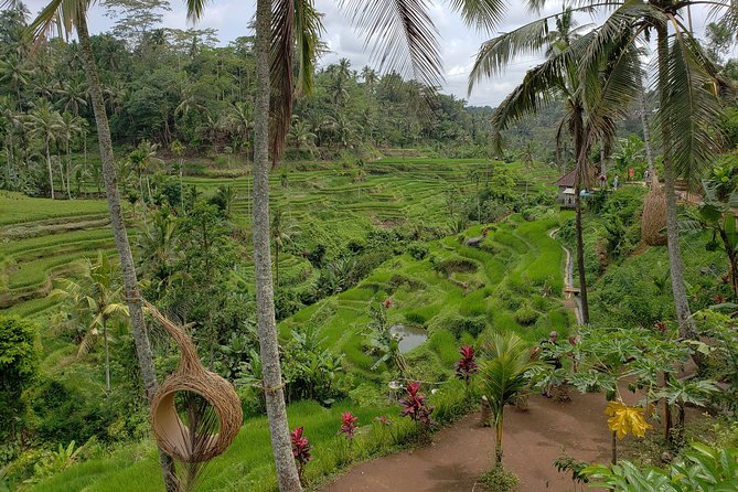 Bali Full Day Holy Water Tour - Kintamani and lunch with Mt. Batur in view