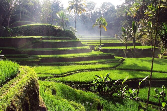 Bali Full-Day Tours : Waterfall and Ubud Destination Trip - Tegalalang Rice Terrace: a one-hour view over Ubud’s farming country