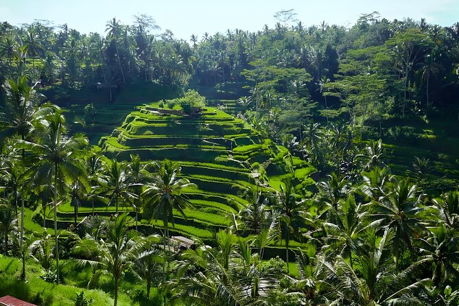 Bali Half Day-Tour: Ubud Night Trip Packages - Tegalalang Rice Terrace in the golden hour