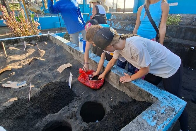 Bali Horse Riding and Turtle Release at Saba Beach - Why the Turtle Release Gives This Day Its Heart
