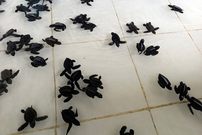 Bali Horse Riding and Turtle Release at Saba Beach - Tegenungan Waterfall as the Final Stop