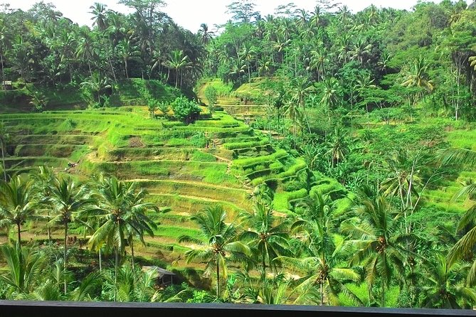 Bali in 1-Day : Rice Terrace, Volcano, Tanah lot - All Inclusive - Starting at 9 a.m. with your own driver
