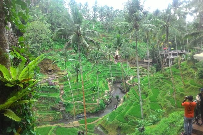 Bali in 1-Day : Rice Terrace, Volcano, Tanah lot - All Inclusive - Tegalalang Rice Terrace: scenery with a working farm background