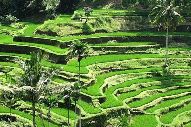 Bali Instagram Tour : The Most Popular Spots In Bali - The guide can shape the whole day