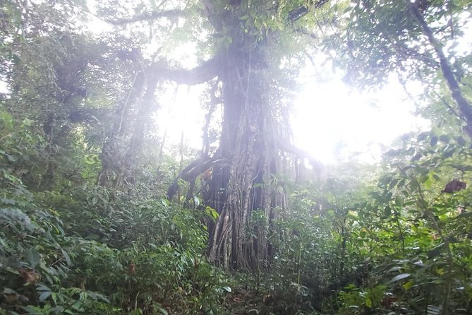 Bali Jungle Trekking and Lake Canoeing Tour - Handara Gate, Lake Beratan, and Bedugul Market