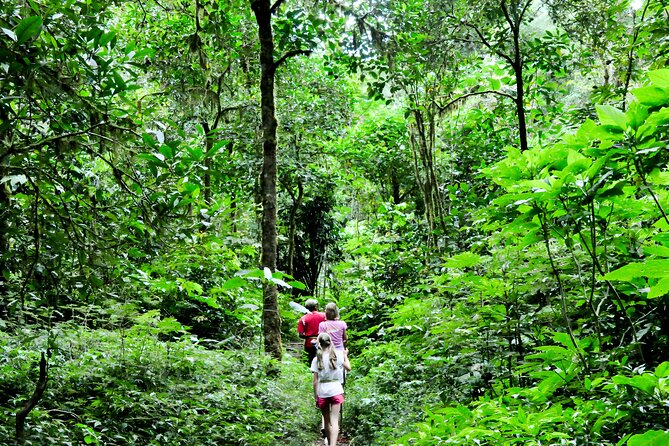 Bali Jungle Trekking in Beautiful Rainforest - Tamblingan Lake and the Paired Highland Lakes