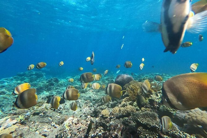 Bali Nusa Penida and Private Snorkeling (Manta Bay, Gamat, Wall) - Kelingking Beach in a quick 30 minutes