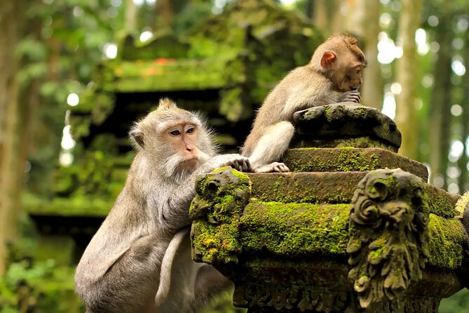 Bali Private Car Charter & Customize Tour With Driver English Speaking-Free WiFi - Should you book it?