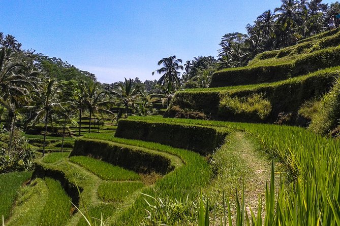 Bali Private Car Charter with English Speaking Driver - How to plan the 5 to 10-hour charter