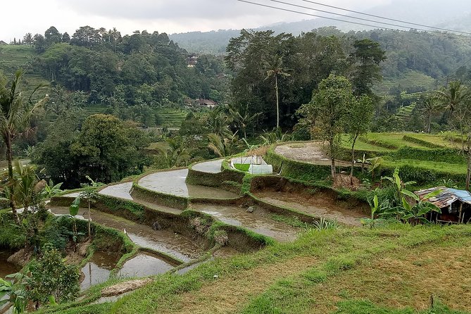Bali Private Tour Guide And Driver - Ubud, where explanation matters as much as scenery