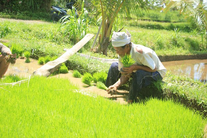 Bali Quad and Buggy Discovery Tour, Including Round-Trip Transfer - Two hours through villages, jungle, and rice fields