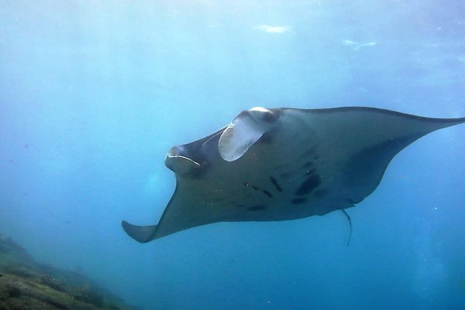 Bali Scuba Diving at Nusa Penida Manta Point For Certified Diver - Key Points for the Nusa Penida Trip