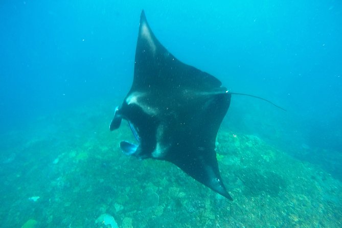 Bali Scuba Diving at Nusa Penida Manta Point For Certified Diver - Manta Point, Where the Morning Begins