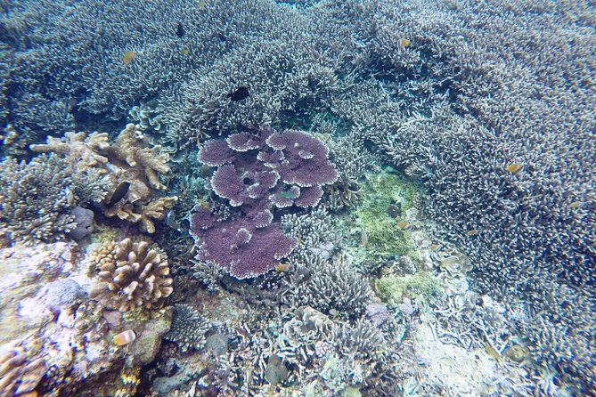 Bali Scuba Diving at Nusa Penida Manta Point For Certified Diver - The Third Site Changes With the Sea