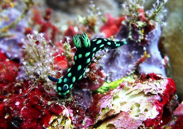 Bali Scuba Diving at Padang Bai for Certified Diver - Why Padang Bai works for a short Bali scuba outing