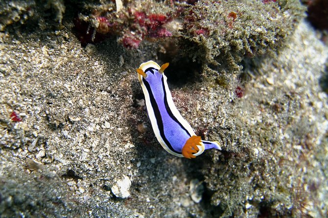 Bali Scuba Diving at Padang Bai for Certified Diver - The ride back and the full eight-hour schedule