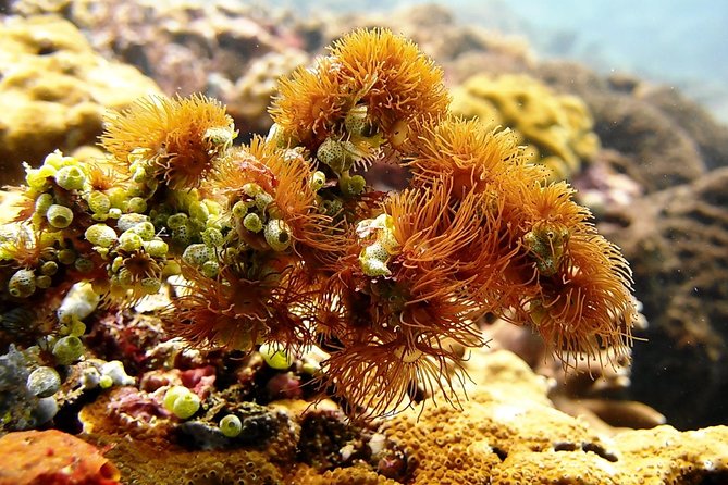 Bali Scuba Diving at Padang Bai for Certified Diver - What the $98.34 price covers