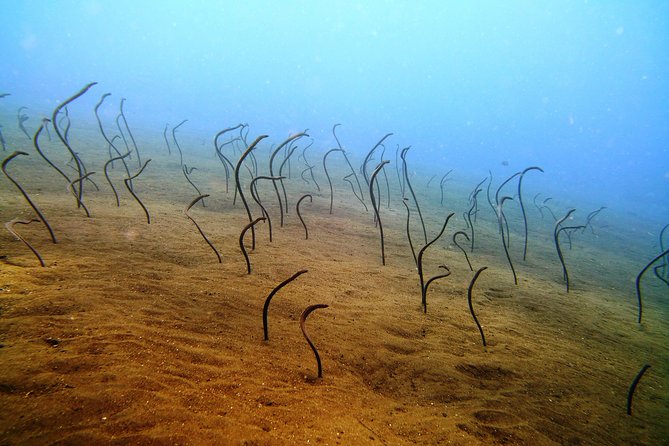 Bali Scuba Diving trip at Tulamben for Certified Diver - First session: meeting the wreck underwater