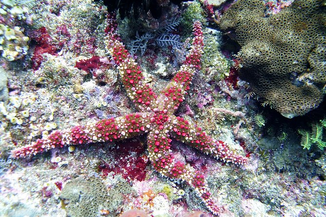 Bali Scuba Diving trip at Tulamben for Certified Diver - Second session: another look at the Liberty