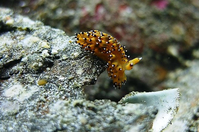 Bali Scuba Diving trip at Tulamben for Certified Diver - Who will get the most from this outing