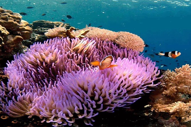 Bali Snorkeling Blue Lagoon and Tanjung Jepun All Included - Why This Bali Snorkeling Day Works