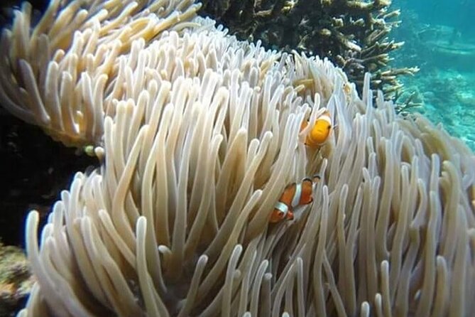 Bali Snorkeling Blue Lagoon with lunch &Optional waterfall Visit - Two snorkeling stops near Padang Bai