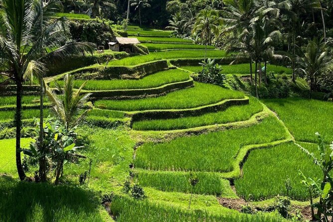 Bali Swing, Monkey Forest and Waterfall Private Tour - What the private driver adds to the day