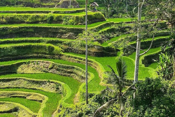 Bali Swing, Monkey Forest and Waterfall Private Tour - What the $24.65 price really covers