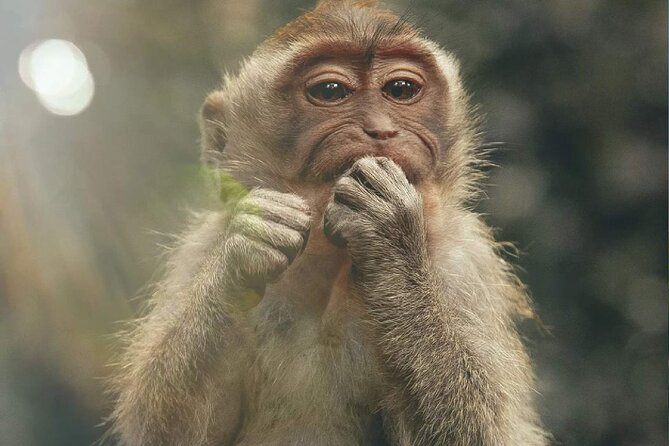 Bali Swing, Monkey Forest and Waterfall Private Tour - Monkey Forest: temples, trees, and macaques
