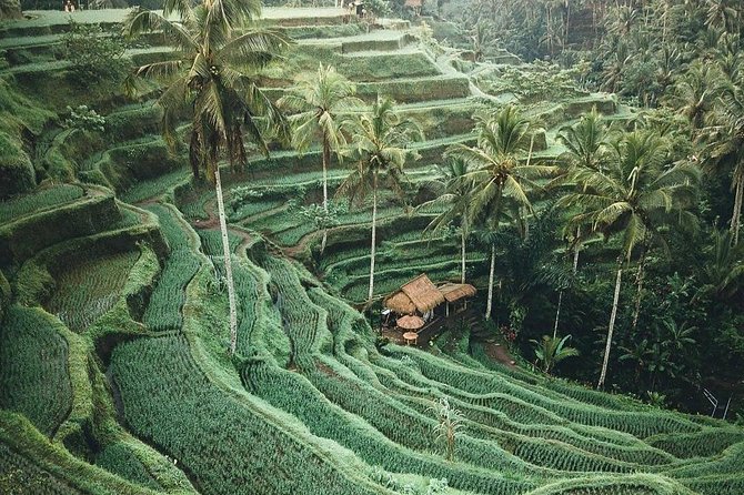 Bali Tour Customized With Local Guide - What the $100 price really covers