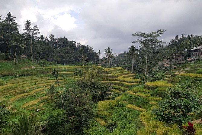 Bali Tour: Ubud Most Popular Place - Why this Ubud day tour works for first-time visitors