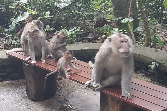 Bali Tour: Ubud Most Popular Place - What the $119 price includes
