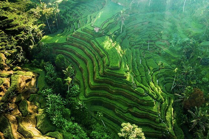 Bali: Ubud (Temple, Spring, Rice Terraces, & Waterfall) - Key points at a glance