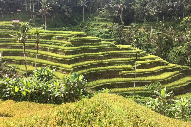 Balinese Life Style Tour - Who will enjoy this day most