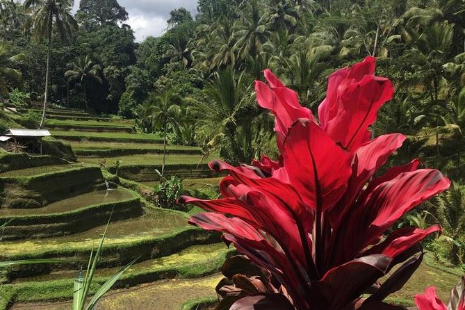 Balinese Life Style Tour - Tegalalang Rice Terrace and the farming side of Bali