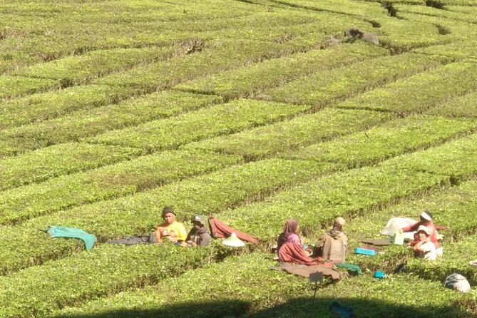 Bandung Volcano Sightseeing and Hot Spring Private Tour - Strawberry picking at Petik Strawberry Ciwidey