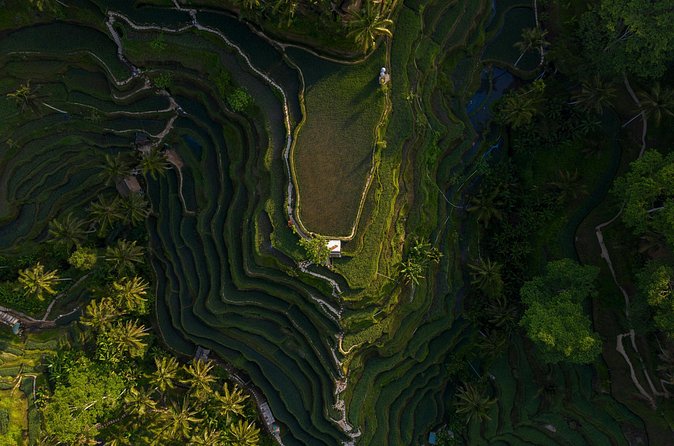 Best Day Tour - #1 Ubud Top Attraction - Sacred Monkey Forest Sanctuary, temples with a lively distraction
