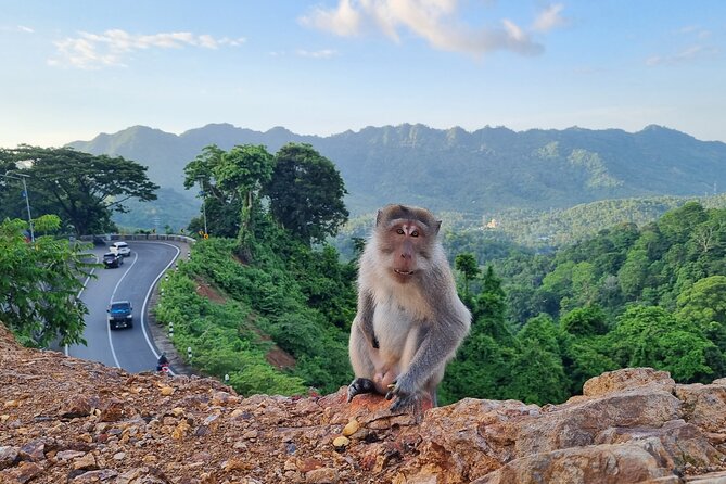 Best Lombok Rice Terrace Walking Tour With Waterfall & Monkey - Monkeys at Puncak Pusuk Pass