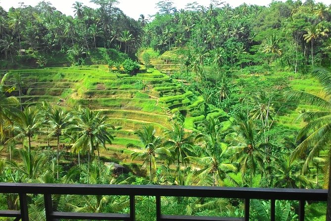 Best of Bali : Ubud, Rice terrace, Tanah lot temple with Lunch - Tegalalang Rice Terrace: a fast look at Bali’s farming slopes