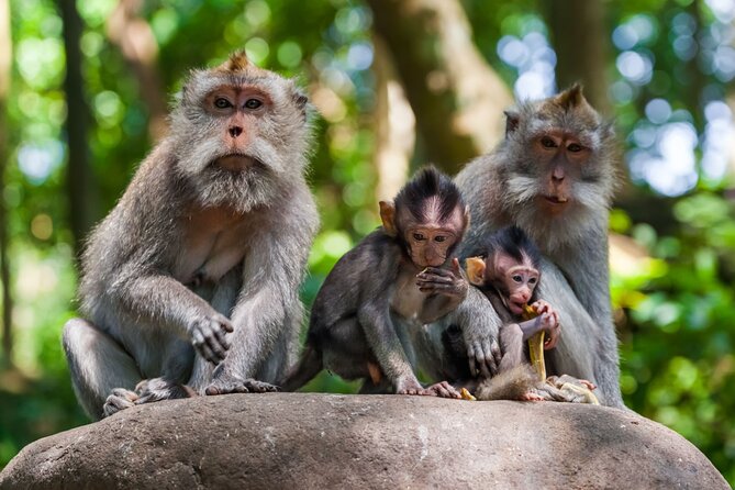 Best of Ubud 1-Day Private Tour - Tegenungan Waterfall and the choice to swim