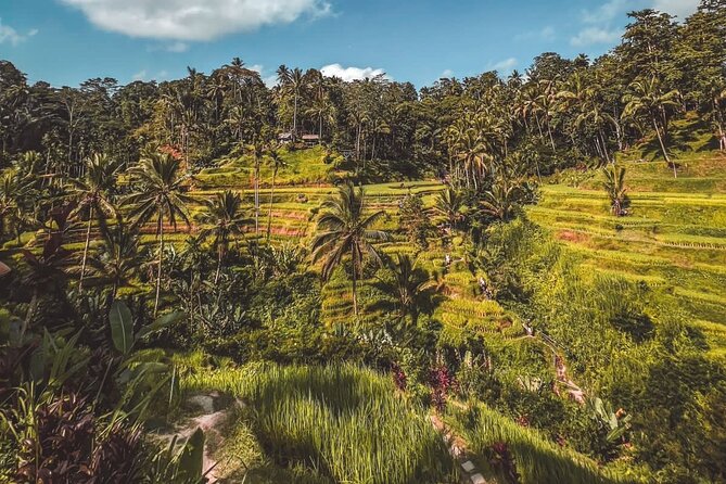 Best Of Ubud Private Day Tour With Local Guide - Tegenungan Waterfall and a change of scenery