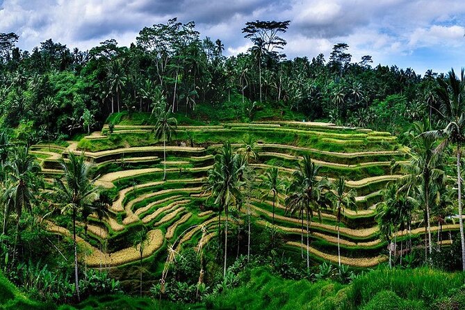 Best Of Ubud Private Day Tour With Local Guide - What the $51.51 price really buys you