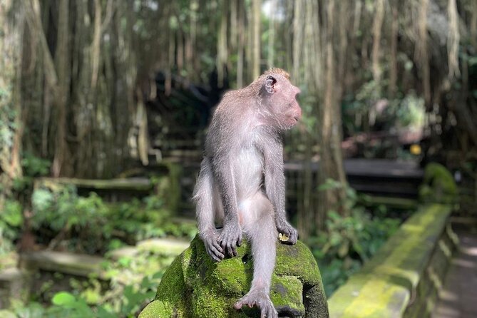 Best of Ubud Sightseeing Private All Inclusive Tour - Reading the terraces at Tegalalang