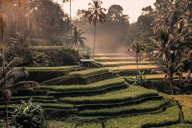Best of Ubud Waterfalls, Tegalalang Rice Terrace and Swing Tour - Tegalalang Rice Terrace and the swing stop
