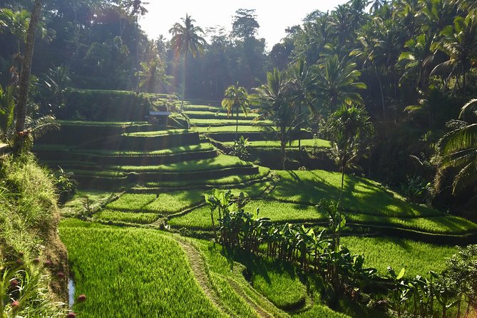 Best of Ubud Waterfalls, Tegalalang Rice Terrace and Swing Tour - A private day, but not a slow day