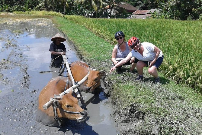 Bike ride in the rice fields, Bali countryside - A coconut break before the final stretch