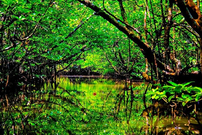 Bintan Mangrove Discovery Tour - Who will get the most from this outing