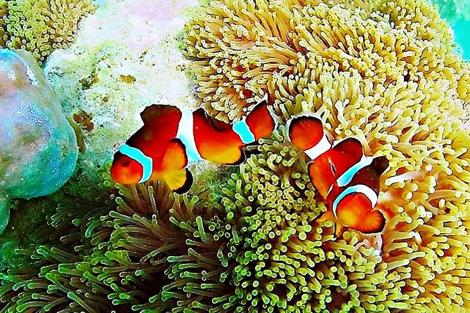 Bintan Snorkeling Tour - Key points at a glance