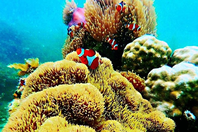 Bintan Snorkeling Tour - From Lagoi to Trikora Beach